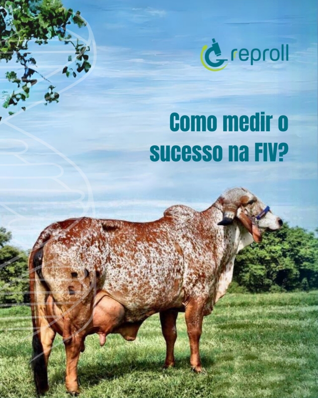 Noticia como-medir-o-sucesso-na-fiv